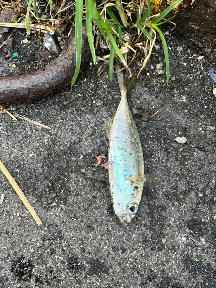 三重県、小物5目