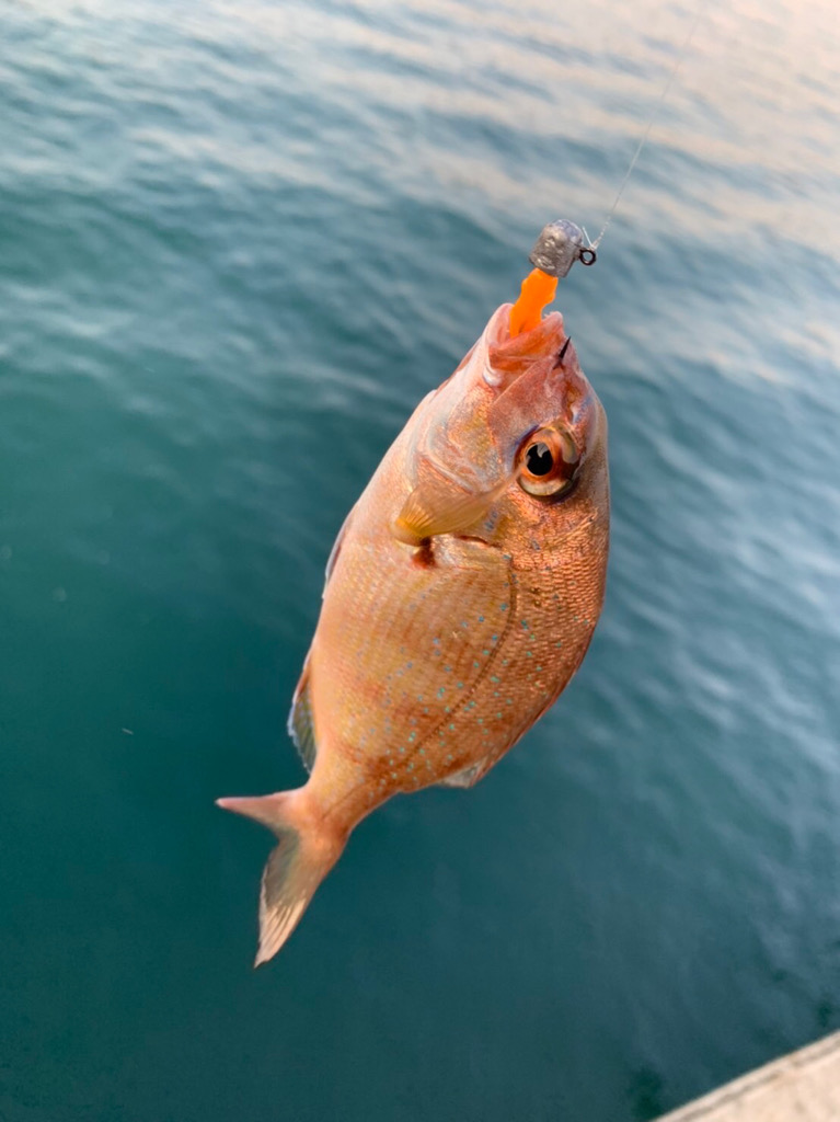 紀南のモンスターと五目釣り