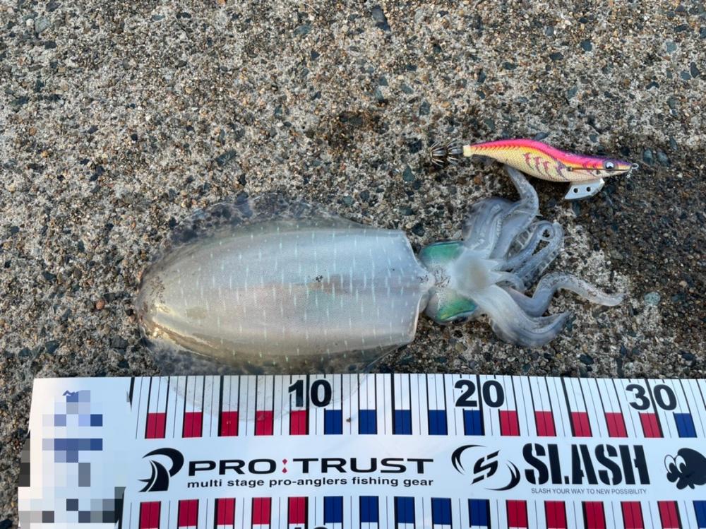 短時間エギング②