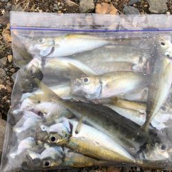 デイアジングおもしろ！