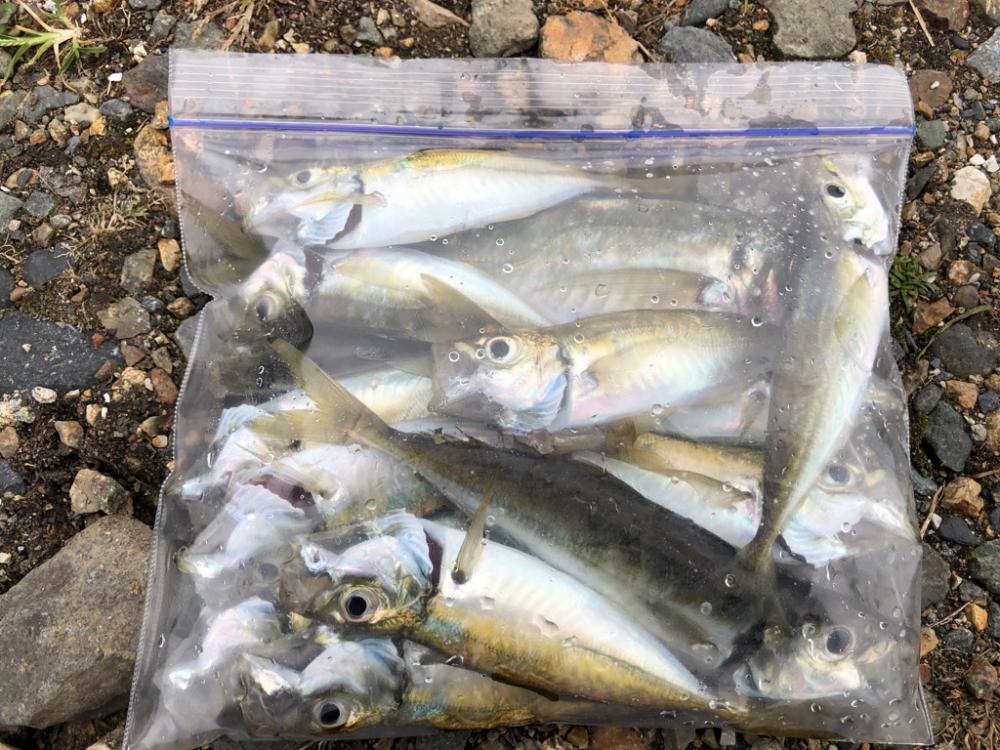 デイアジングおもしろ！