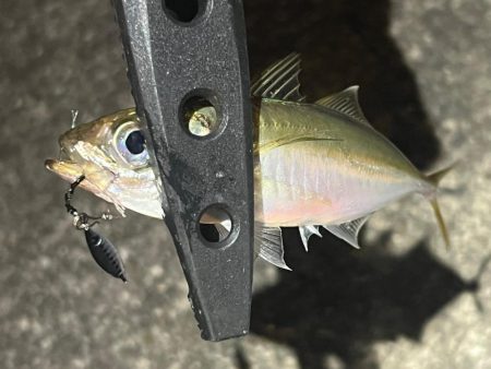 またまたアジング