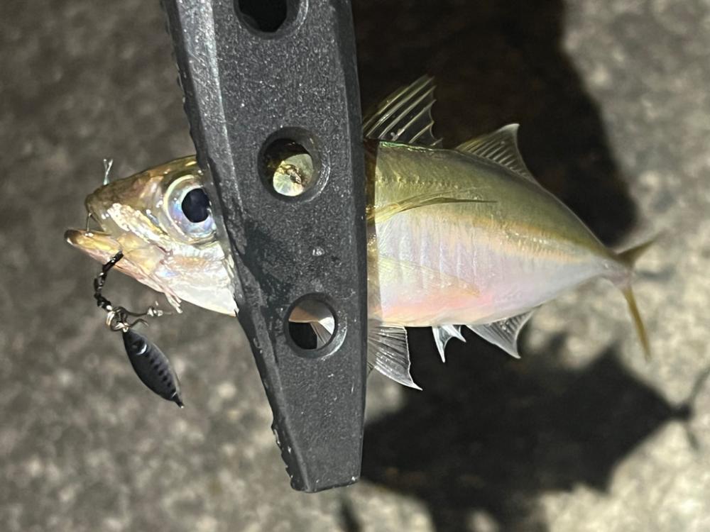 またまたアジング