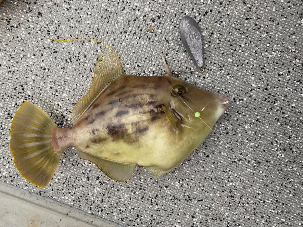 カワハギ＆ティップラン