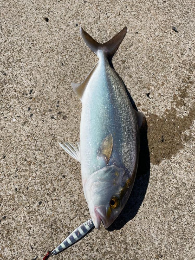 ライトショアジギング