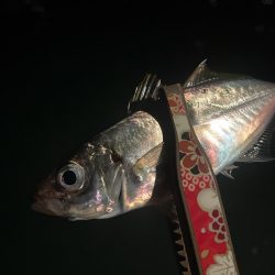 豆アジ釣り