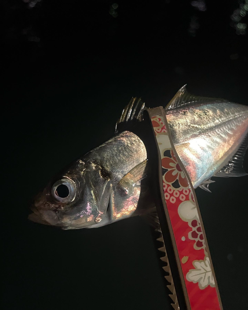 豆アジ釣り
