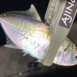 中アジ探しで、豆アジ釣り。