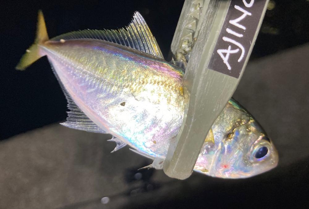 中アジ探しで、豆アジ釣り。