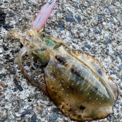 デフレエギ検証