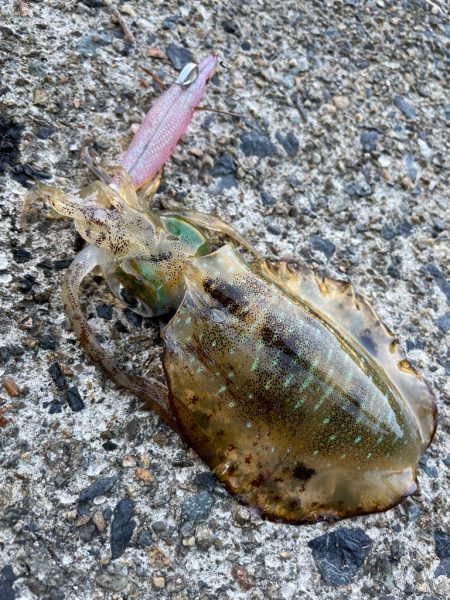 デフレエギ検証