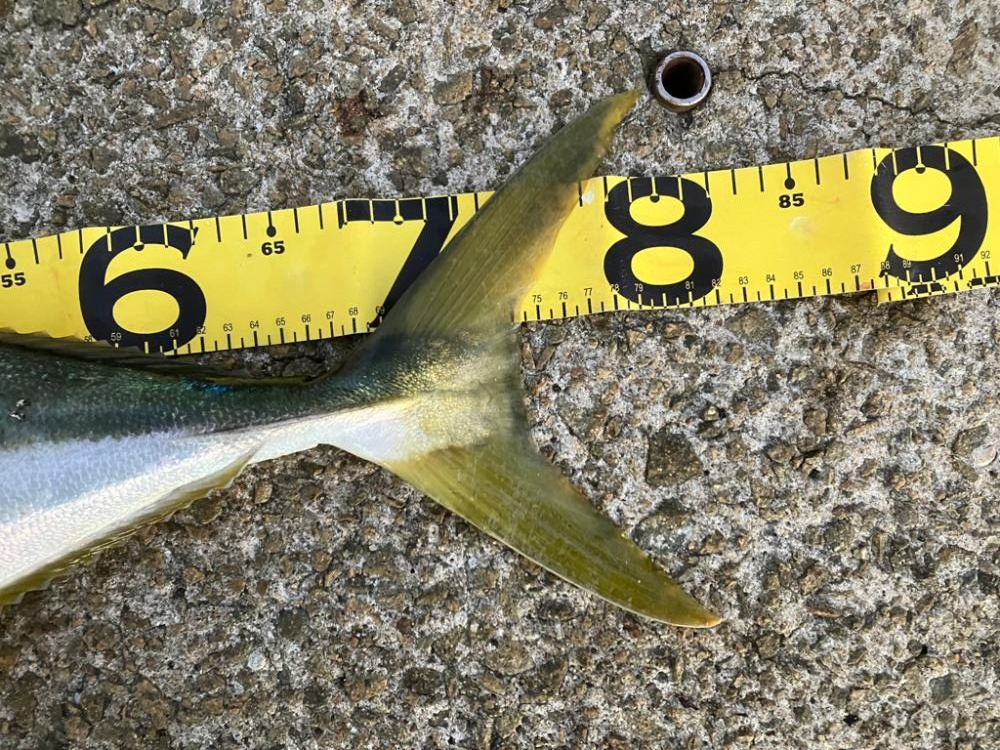 @未熟なファイトの代償