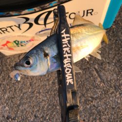 連日早朝尺鯵狙い