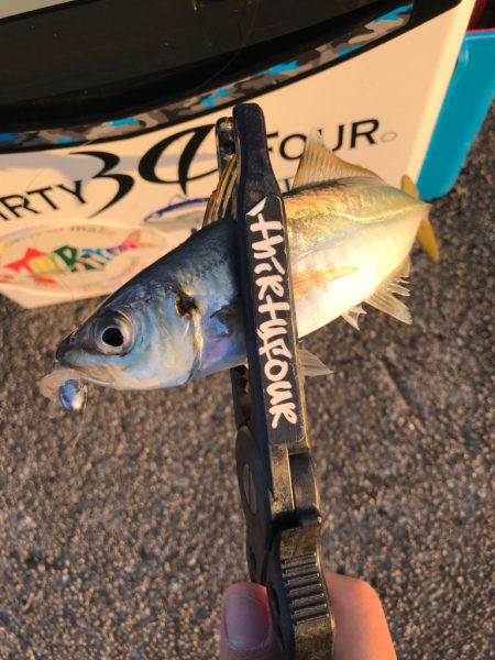 連日早朝尺鯵狙い