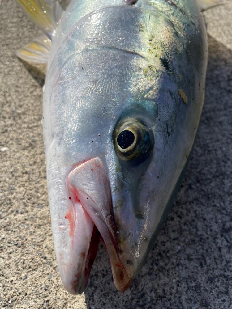 1日ショアジギング