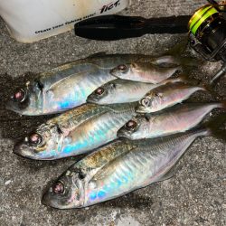 ピッタリ尺サイズ