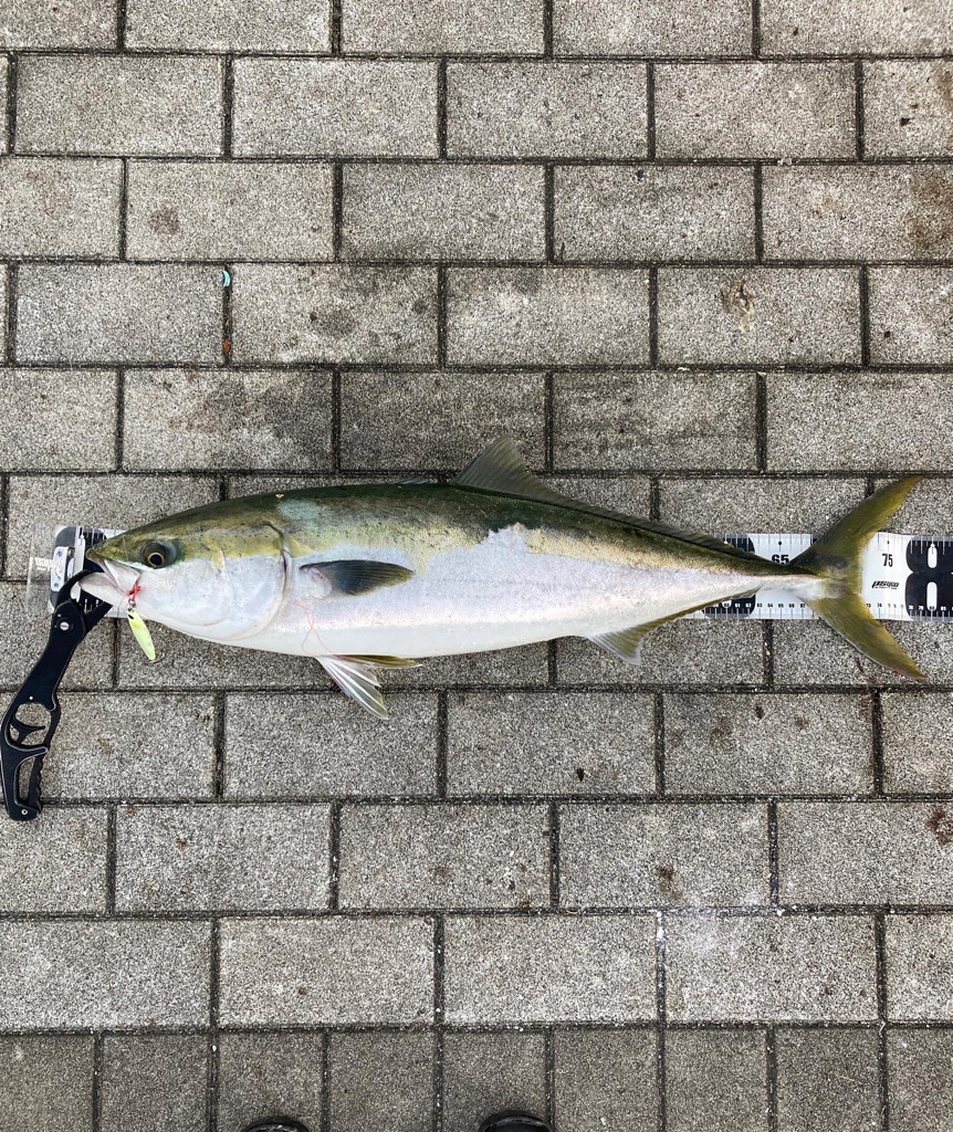 潮緩み水潮ながら。ギリ鰤80cm4290g。。