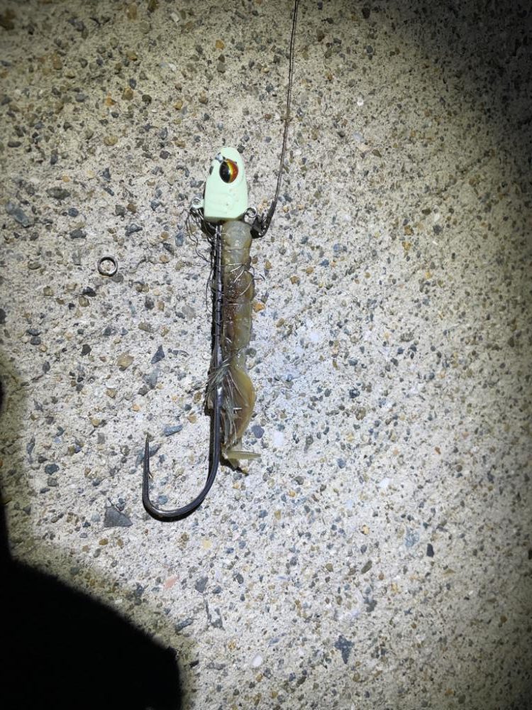 深夜4時からの時短釣り