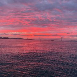 アオリイカ　丸松乗合船