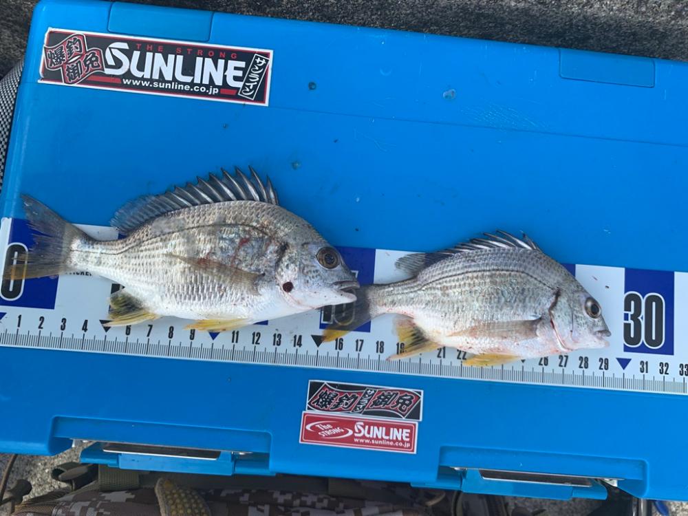 夜釣りのつもりが。