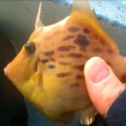 ハプニングカワハギw