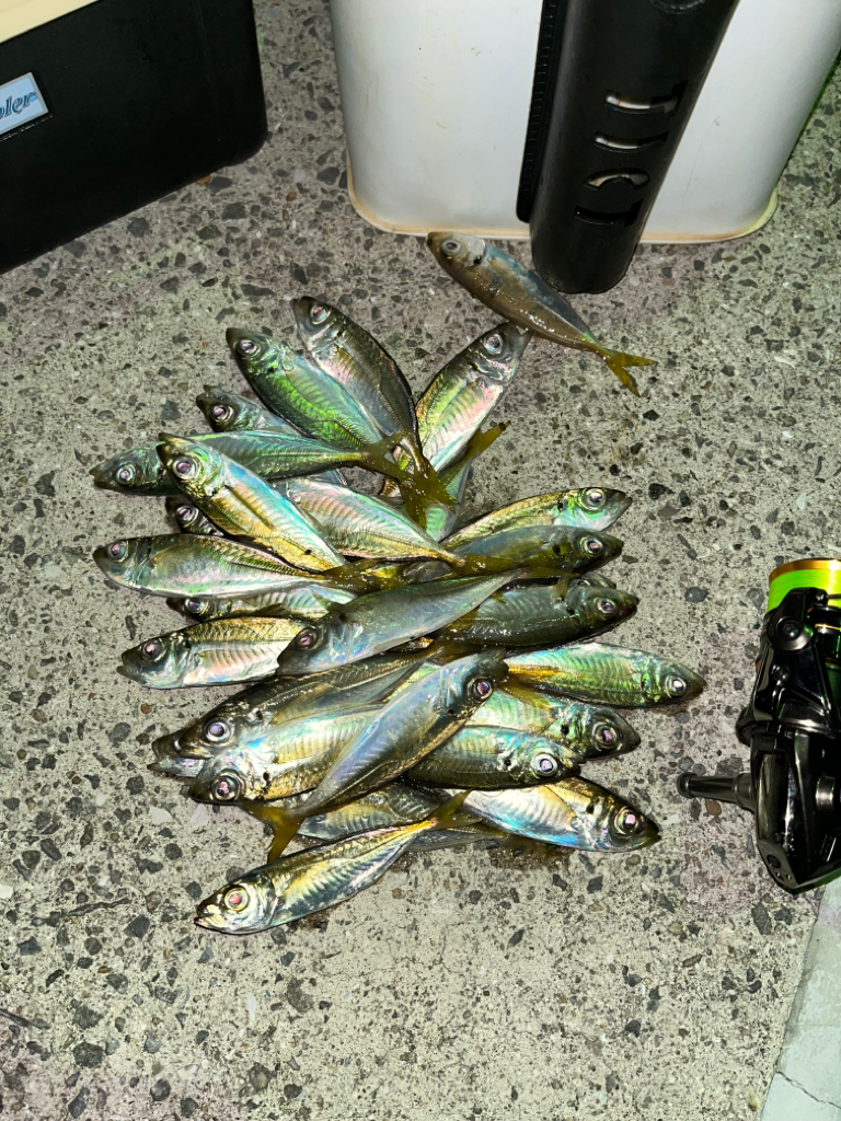 一苦労アジング