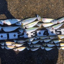 豆アジ、中サバいい感じ…飲ませのエサ困らず…