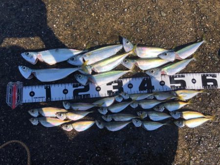 豆アジ、中サバいい感じ…飲ませのエサ困らず…