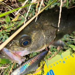 バイブレーションジャーク！