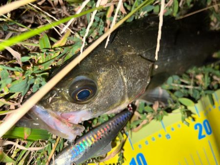 バイブレーションジャーク！