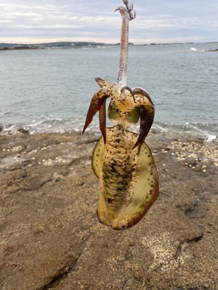 秋イカラッシュ!