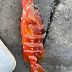 地磯青物-根魚釣行