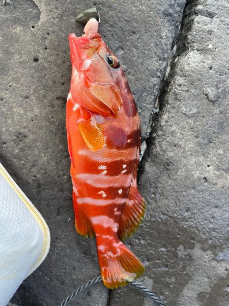 地磯青物-根魚釣行