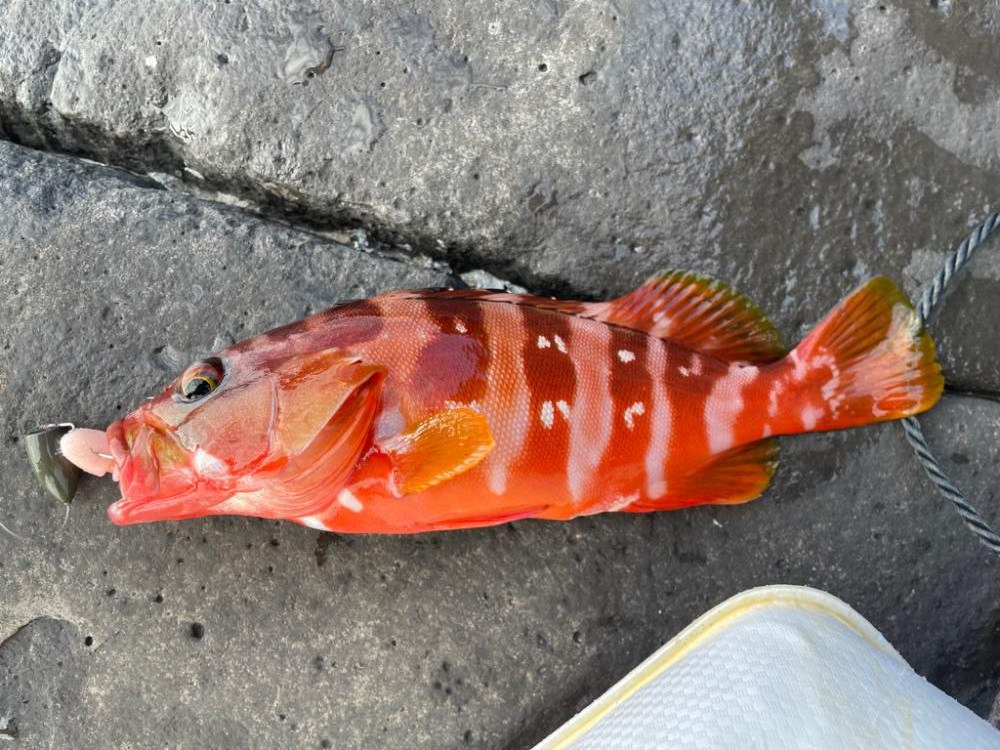 地磯青物-根魚釣行