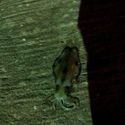 エギで、お魚釣れたよー!!