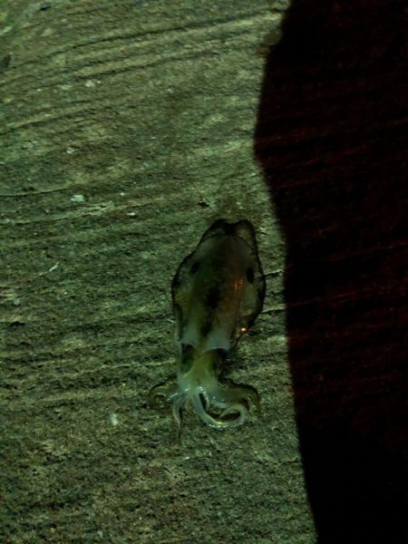 エギで、お魚釣れたよー!!