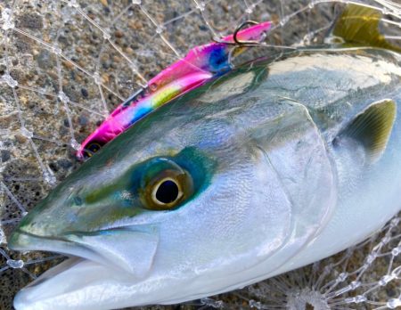 釣れない時間帯のマキマキバイブ最高！