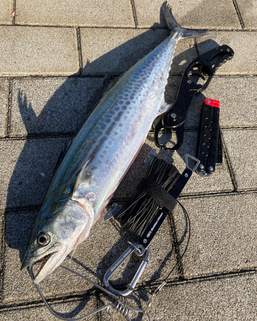 湾奥青物廻戦。サゴシ&ハマチ。。