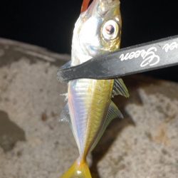 楽しい豆アジング