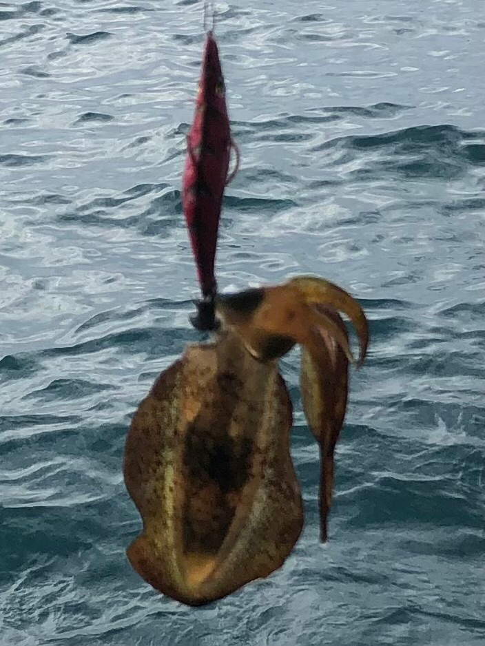 イカさん何処へ？