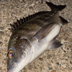 ヘチってきました