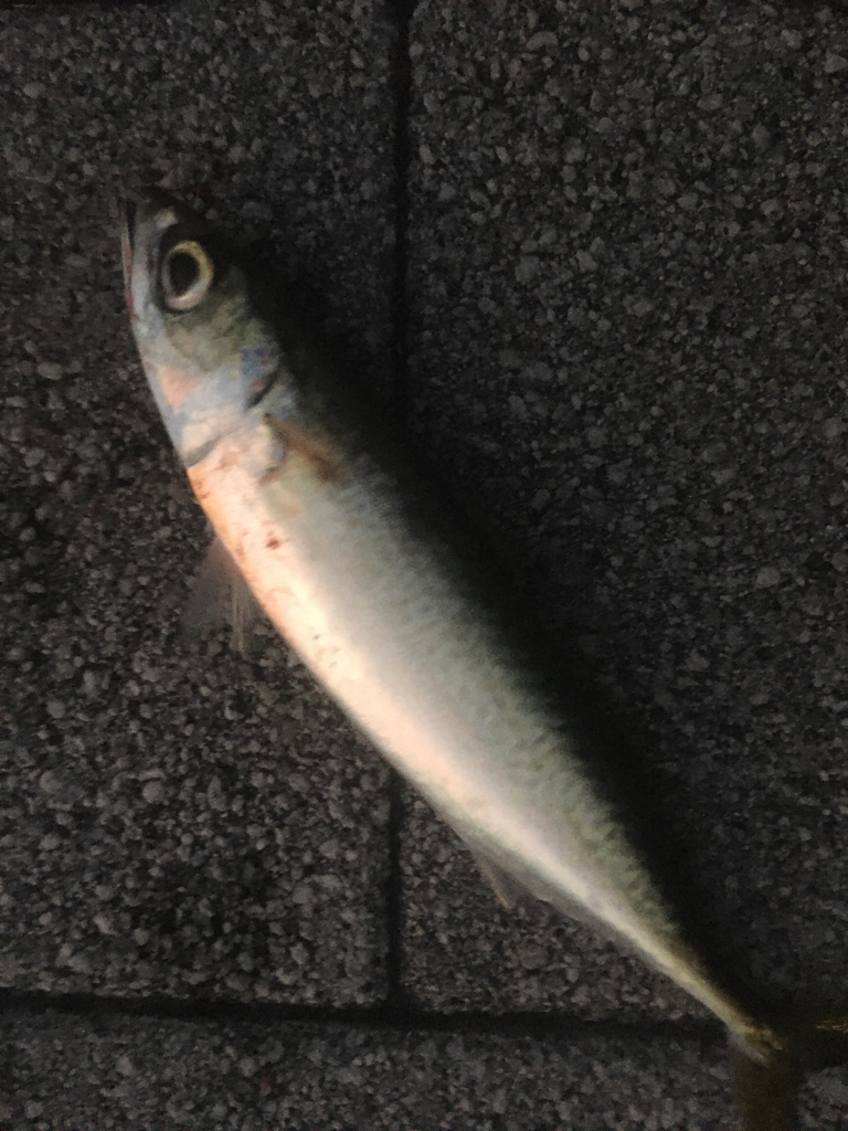 小アジが水バケツから‥