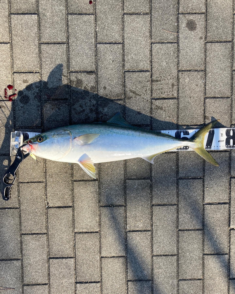 急変激渋。。メジロ74cm。。。