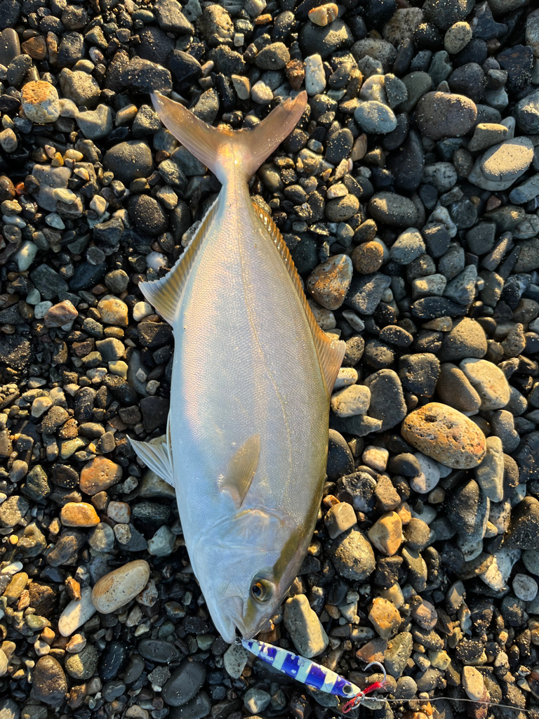 久しぶりのショアジギ