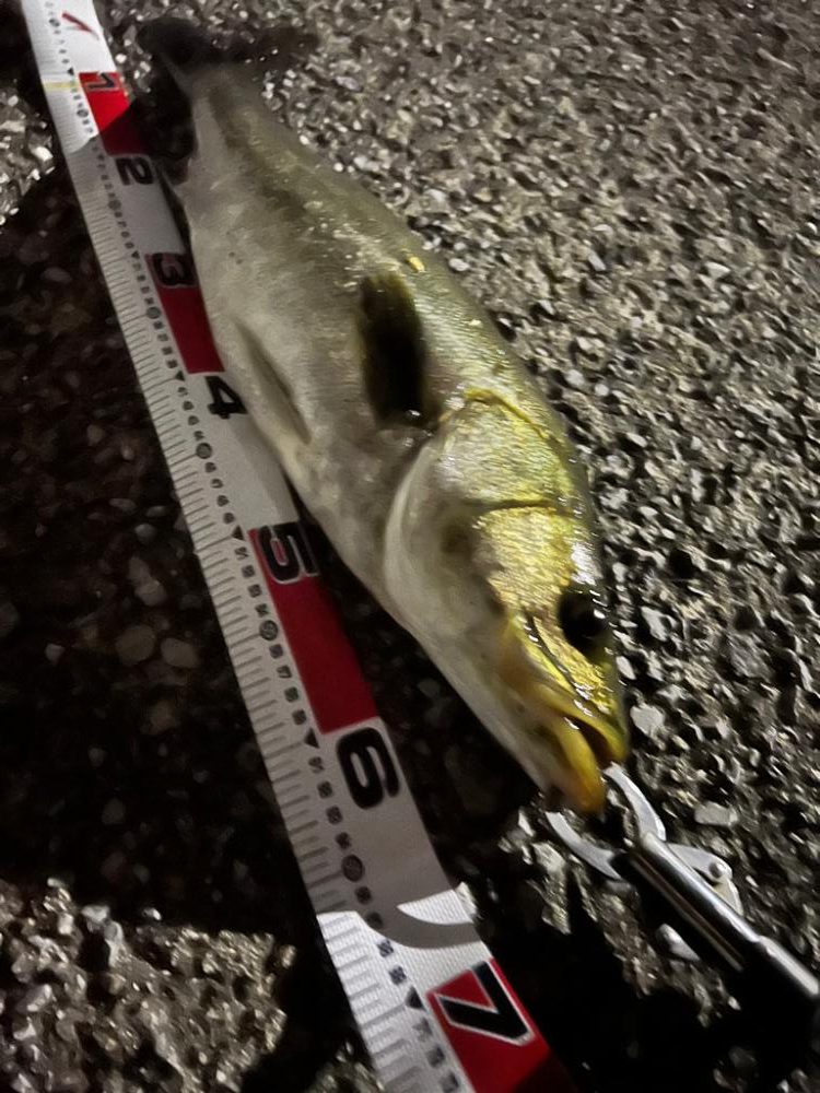 秋爆！ランカーまであと少し