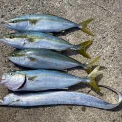 ハマチ5本と太刀魚キャッチ！