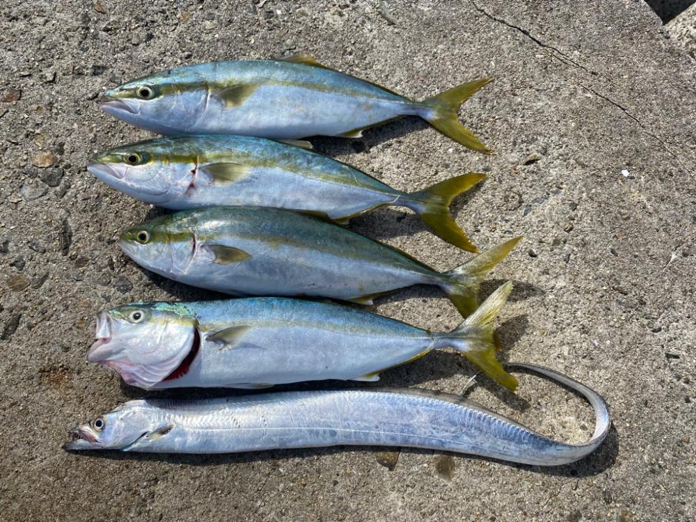 ハマチ5本と太刀魚キャッチ!