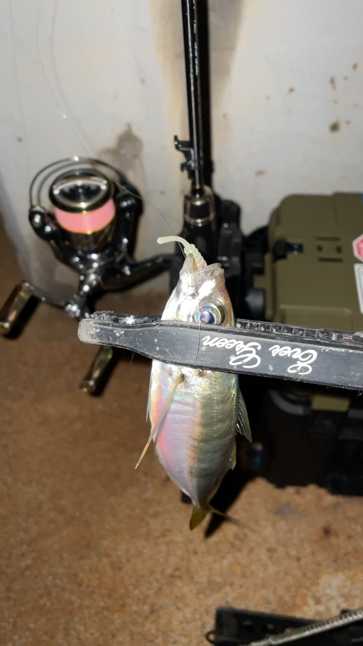 やっぱりメバルが良い♪