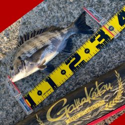 久しぶりのハネ