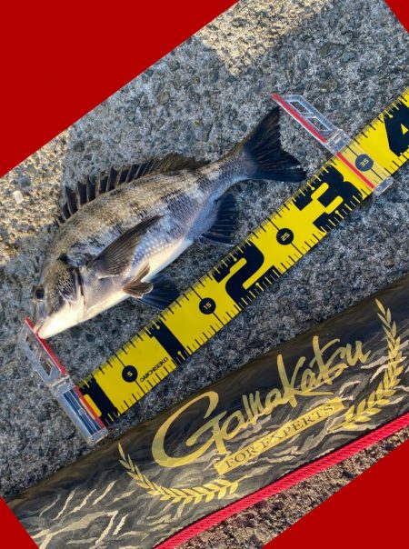 久しぶりのハネ